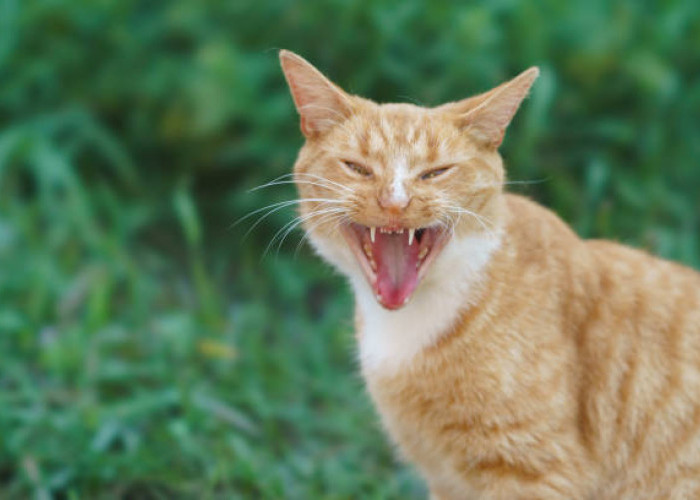 Punya Hewan Peliharaan Kucing? Waspadai Ciri-Ciri Kucing Terkena Rabies, Bisa Menular!