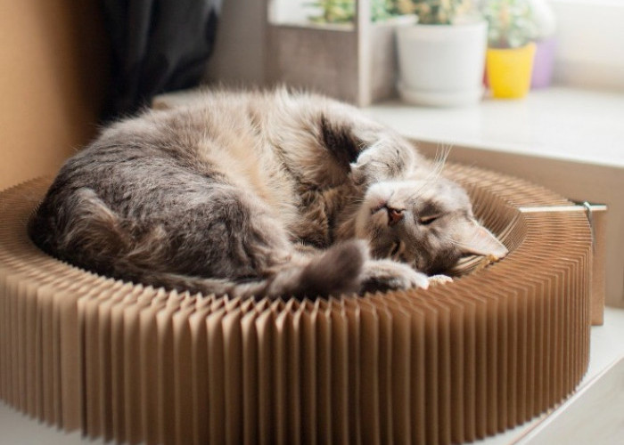 6 Alasan Mengapa Kucing Tidur Sepanjang Hari