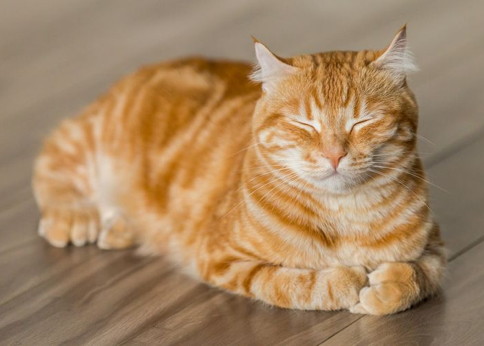 7 Alasan Mengapa Kucing Oren Galak, Apa Saja Itu? 