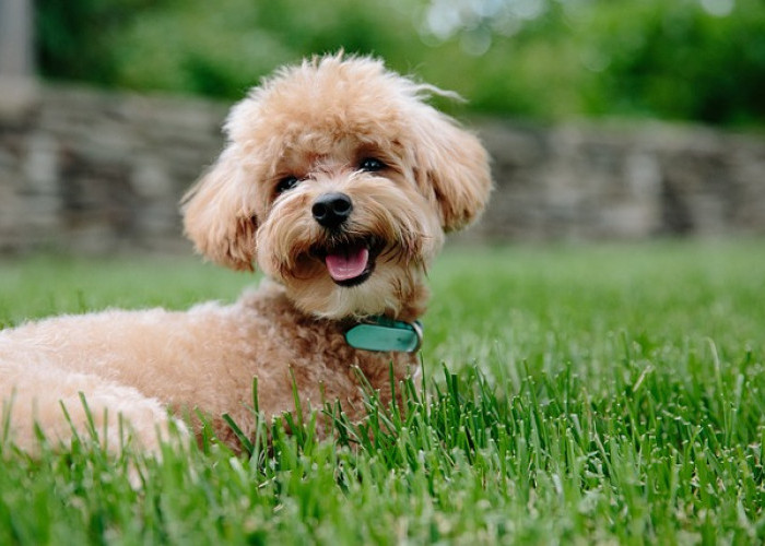 7 Fakta Menarik Anjing Poodle yang Super Gemoy!!