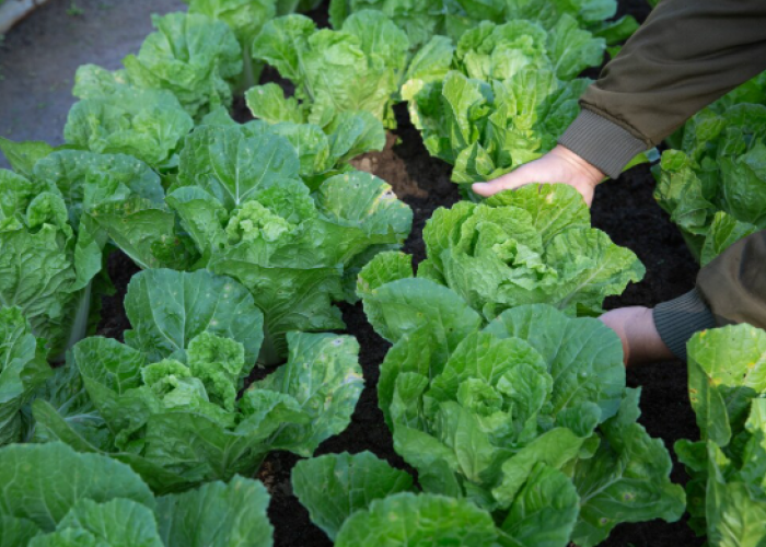 7 Tanaman Cepat Panen dalam 20–60 Hari, Praktis untuk Pemula