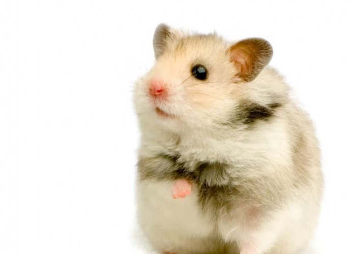 Merawat Hamster dengan Baik: Panduan Lengkap untuk Pemilik Hamster