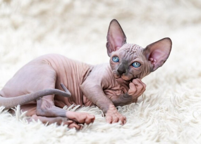 Mengenal Keunikan Kucing Sphynx, Kucing Tanpa Bulu