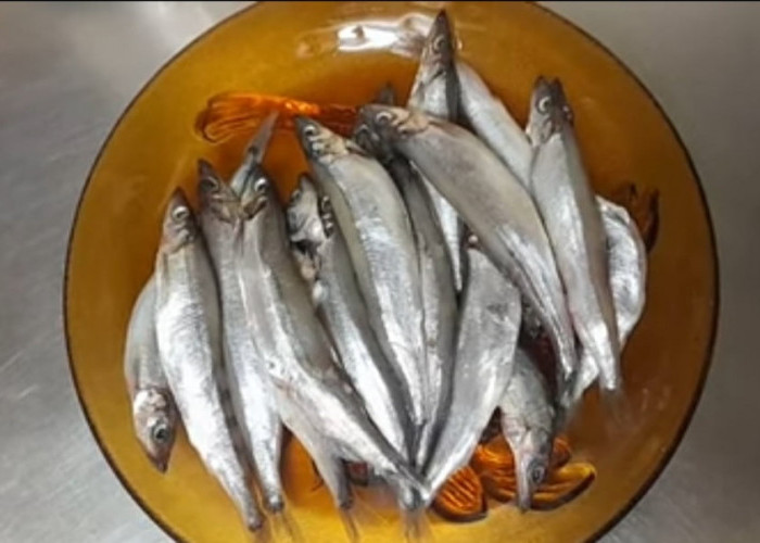 Serba-serbi Ikan Shisamo yang Viral Dimakan Rayyanza Cipung, Segini Harganya! Mahal?