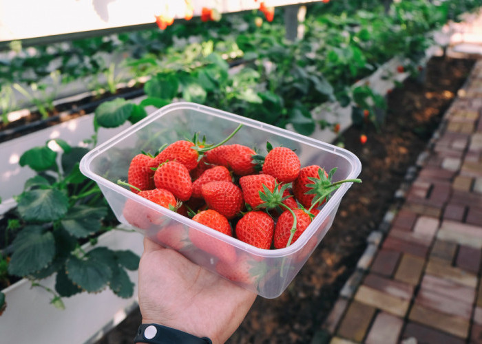 Tips Menanam Strawberry di Rumah, Manis dan Segar dari Kebun Sendiri!