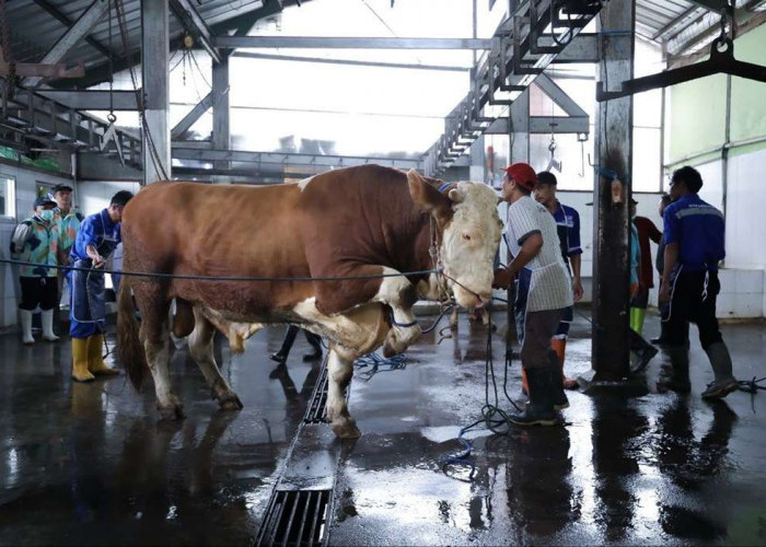 DKPP Kota Bandung Menyiapkan 184 Petugas Periksa Hewan Kurban Jelang Iduladha 2026