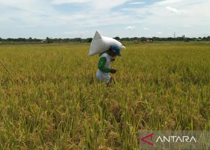 Pemkot Cirebon Sebut Produktivitas Tanaman Padi Mencapai 7 Ton per Ha