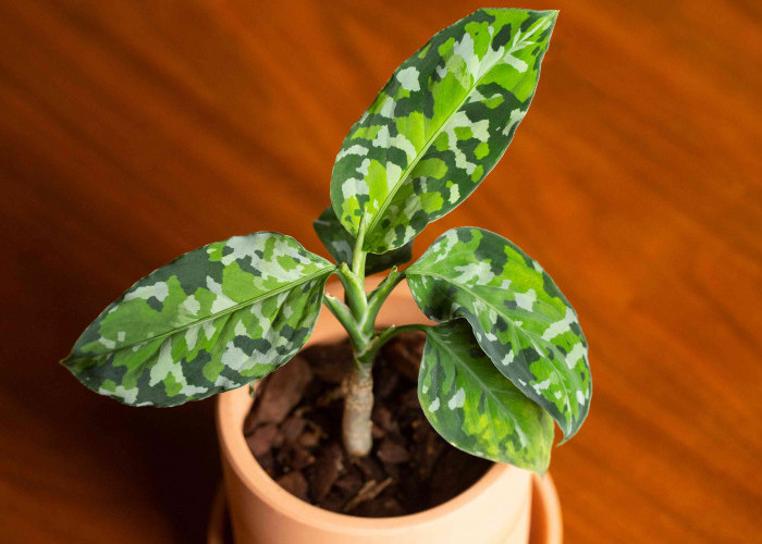 5 Tanaman Hias Pembawa Rezeki dan Kesejahteraan di Tahun 2026