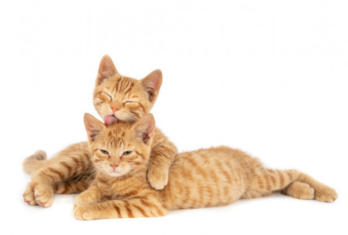 Daftar Pulau di Jepang Penuh Kucing, Pecinta Kucing Pasti Suka