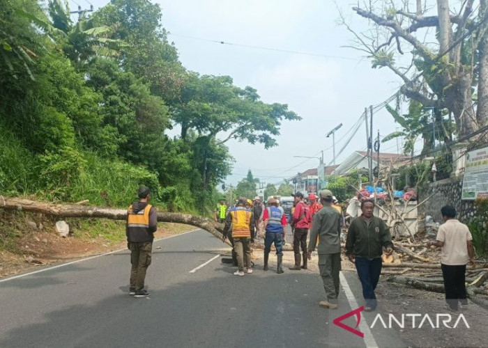 Antisipasi Cuaca Ekstrem, BPBD Cianjur Tebang Pohon Rawan Tumbang di Jalur Nasional