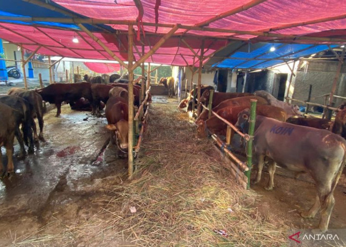 Ketersediaan Daging di Garut Tetap Aman Meski Ada Wabah PMK