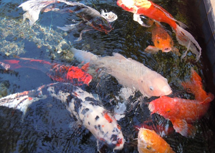 Simak 5 Cara Budidaya Ikan Koi yang Aman Sehingga Memiliki Harga Tinggi di Pasaran, Menggiurkan!