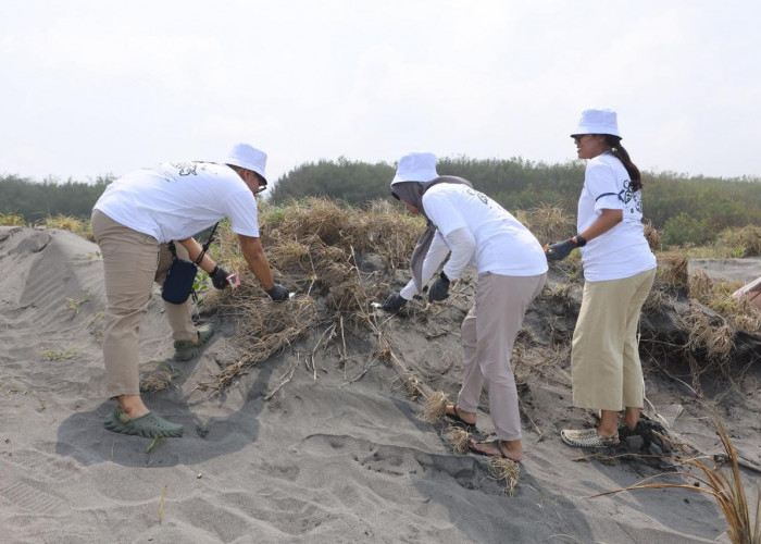 Penyu-lamat 2025: Aksi Sukarelawan Karyawan Telkom Edukasi Sampah dan Konservasi Penyu di Pantai Pelangi Yogya