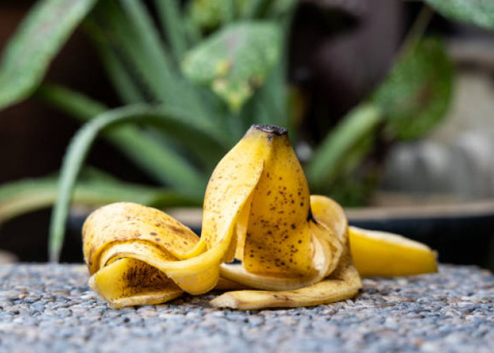 Jangan Dibuang! Kenali 9 Manfaat Kulit Pisang, Bagus untuk Tanah dan Tanaman