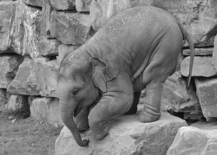 Menggali Fakta Menarik Tentang Bayi Gajah Si Kecil yang Menggemaskan