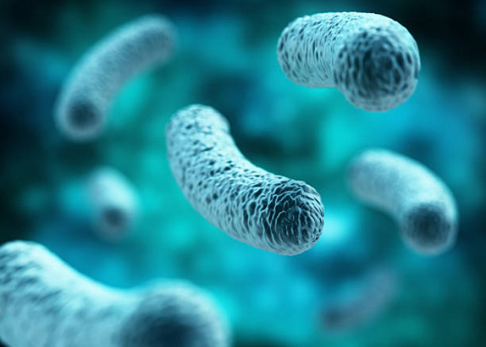 7 Jenis Bakteri Baik bagi Tubuh dan Fungsinya Bagi Kesehatan 