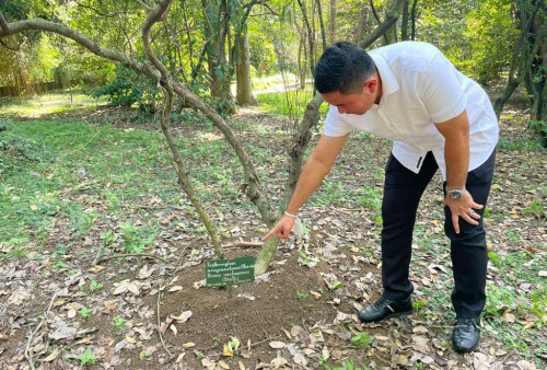 Polisi dan BRIN Ungkap Keberadaan Bibit Pohon Kokain di Kebun Raya Bogor