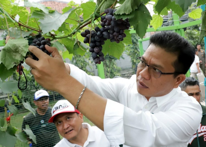 Mantulpis! Program Inovasi Bedas OK, Bupati Bandung Panen Anggur di HUT ke-79 RI