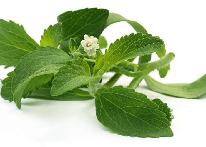 7 Manfaat Luar Biasa Bunga Stevia sebagai Pengganti Gula