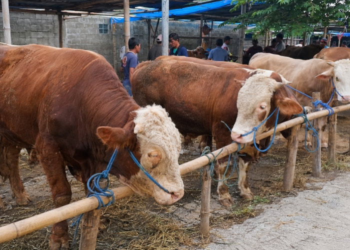 7 Tempat Jual Hewan Qurban Terpercaya di Bandung untuk Idul Adha 2026