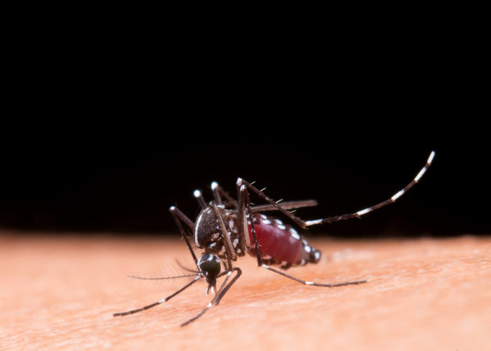 20 Tips Membasmi Nyamuk dengan Efektif