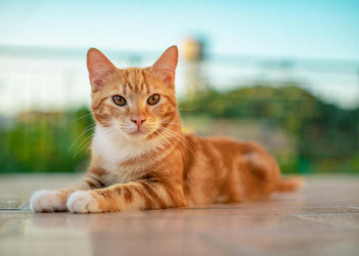 10 Alasan Kamu Harus Memelihara Kucing Oranye di Rumah