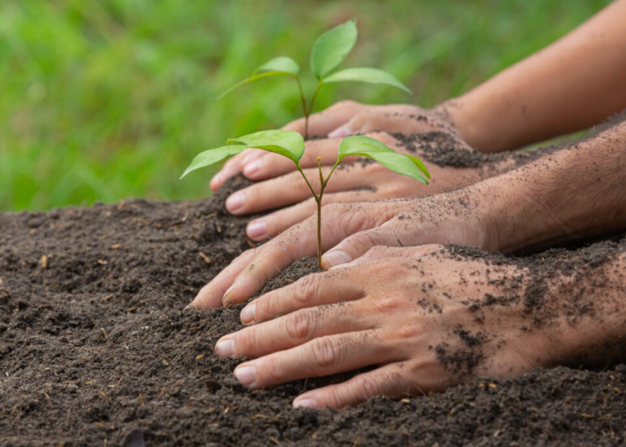 Wacana Tanam dan Rawat Pohon di Jawa Barat Diupah Rp 50 Ribu, Warga Bilang Begini