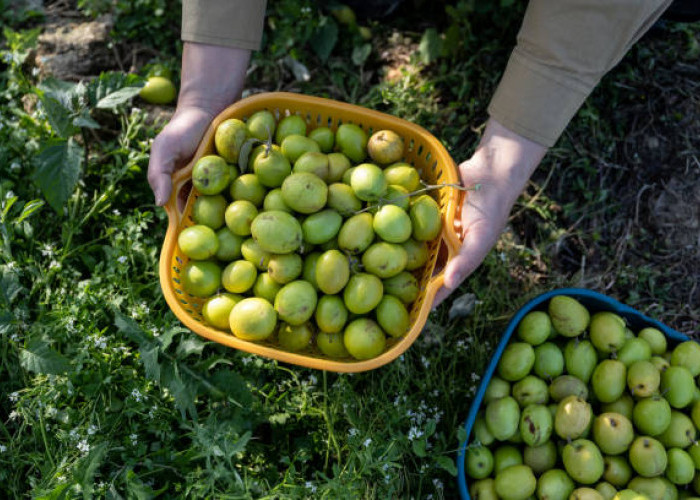 10 Khasiat Buah Kurma Muda bagi Kesehatan yang Belum Banyak Orang Tau, Apa Saja?