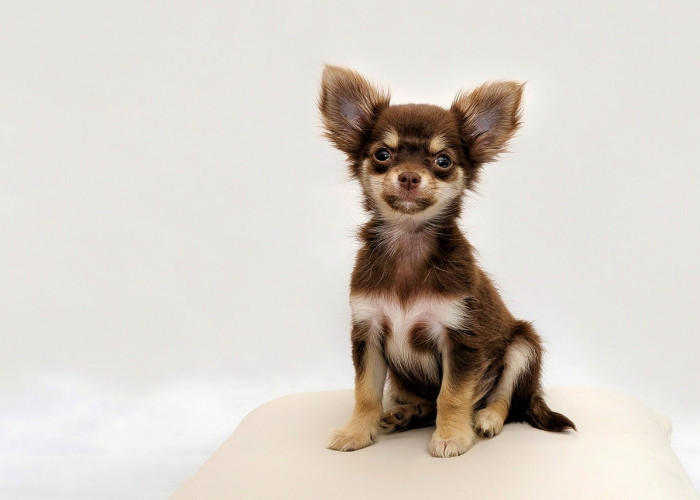 5 Fakta Menarik Mengenai Anjing Chihuahua, Peliharaannya Para Artis Hollywood? 