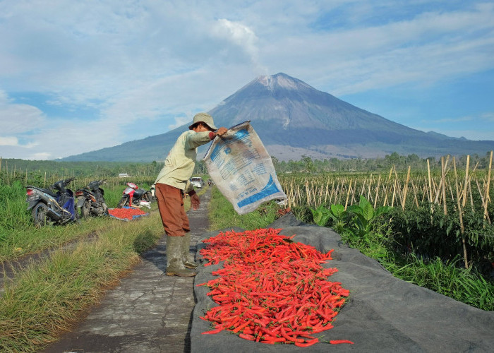 BRI Salurkan KUR Rp65,95 Triliun hingga April 2026, Ribuan Petani dan Nelayan Ikut Terdorong Naik Kelas
