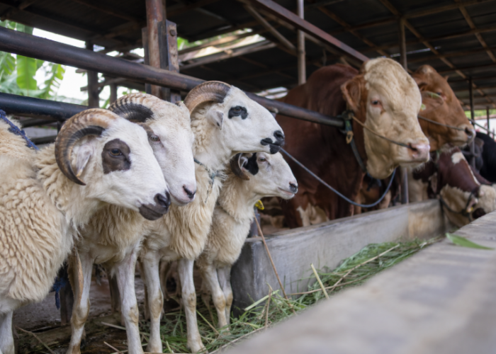 Harga Domba dan Sapi Kurban 2026 Terbaru, Cek Sebelum Beli