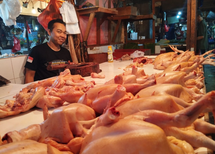 Disdagin Kabupaten Bogor Ungkap Penyebab Harga Ayam Naik : Harga Pakan Mahal