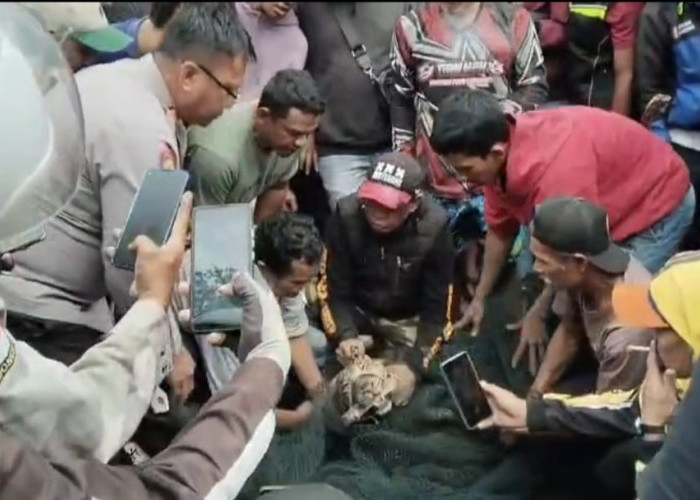 Macan Tutul di Desa Maruyung Pacet Bandung Berhasil Dievakuasi, Polisi Lakukan Pengamanan