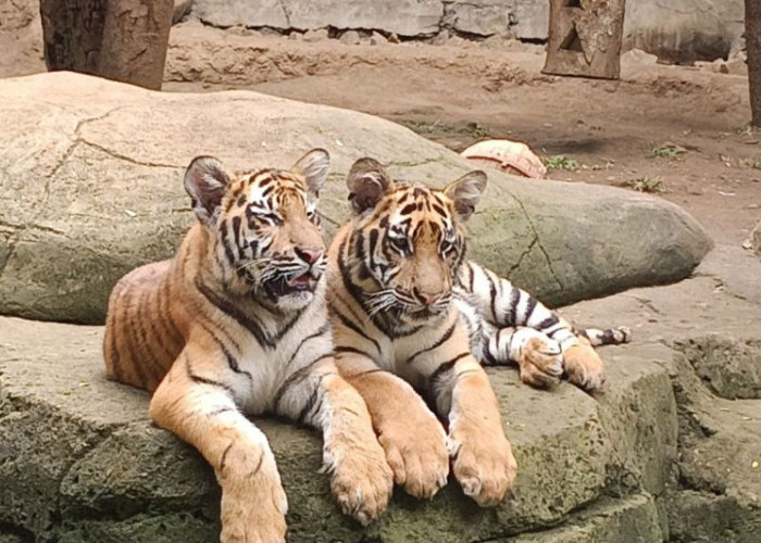 Kemenhut Perketat Biosekuriti Usai Kematian Harimau di Bandung Zoo
