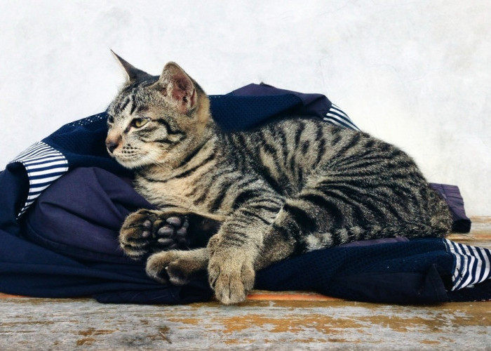 7 Tips Membersihkan Bulu Kucing Menempel di Baju yang Membandel