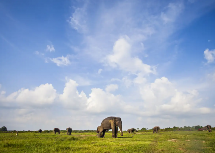 5 Fakta Menarik tentang Taman Nasional Way Kambas