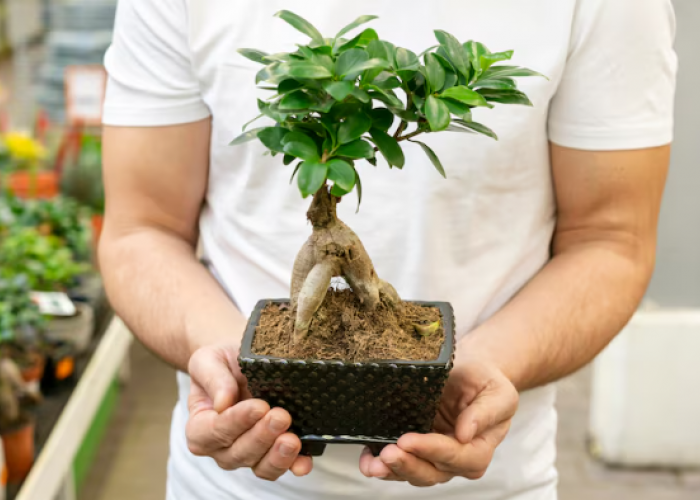 Bikin Adem Sekaligus Beruntung! 5 Tanaman Hias Dalam Ruangan yang Mampu Jernihkan Udara