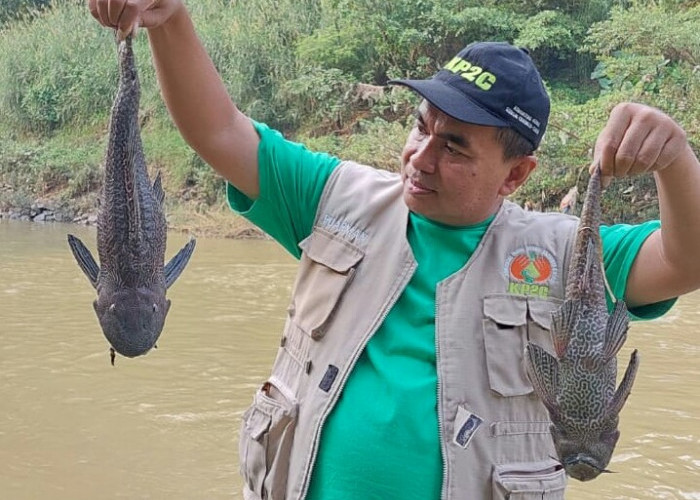 Ribuan Ikan di Sungai Bogor Mendadak Mati, KP2C Menduga Akibat Limbah B3