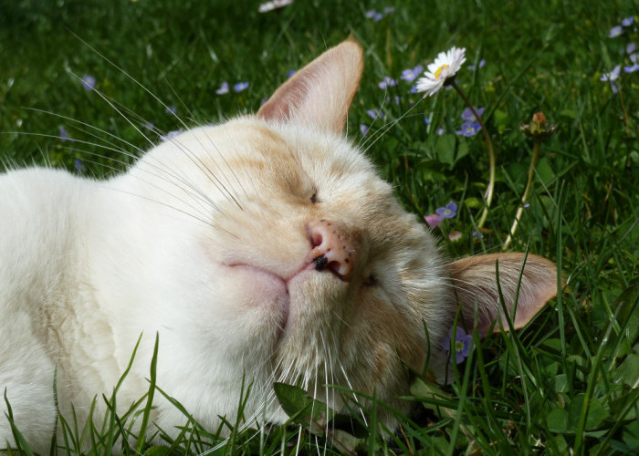 6 Alasan Kucing Suka Makan Rumput yang Wajib Catlovers Tahu!