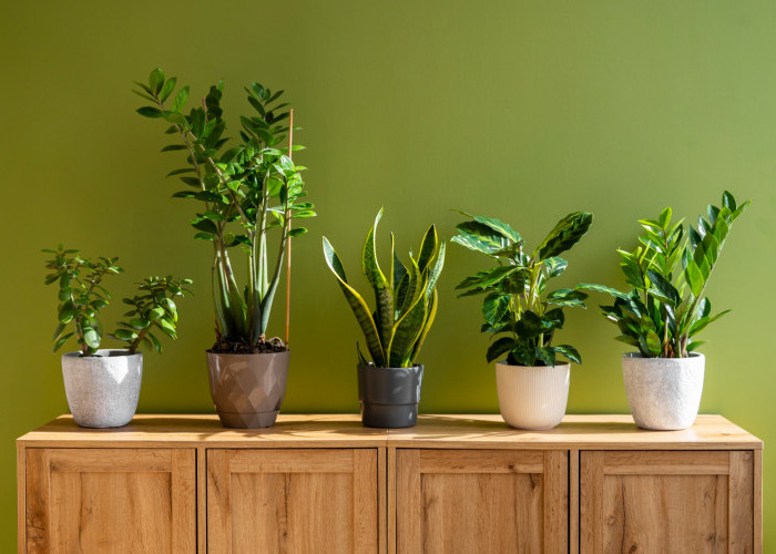 6 Tanaman Hias yang Dipercaya Bawa Keberuntungan Menurut Feng Shui 