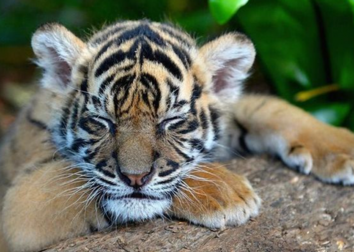 Fakta Menarik tentang Bayi Macan: Kelembutan dan Keajaiban dalam Bentuk Kecil