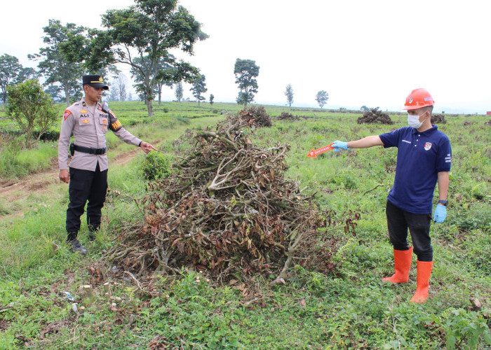 Polresta Bandung Olah TKP Pengrusakan Lahan Teh PTPN Malabar Pangalengan 