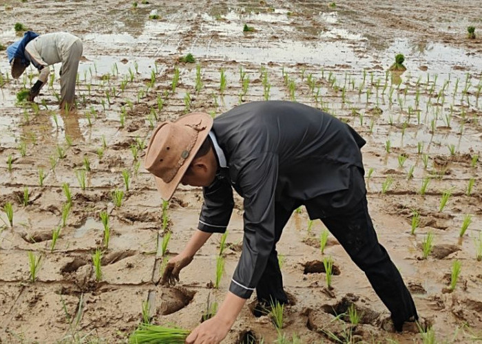 Unggul di Pilgub Jabar, Dedi Mulyadi Rayakan dengan Kembali ke Sawah