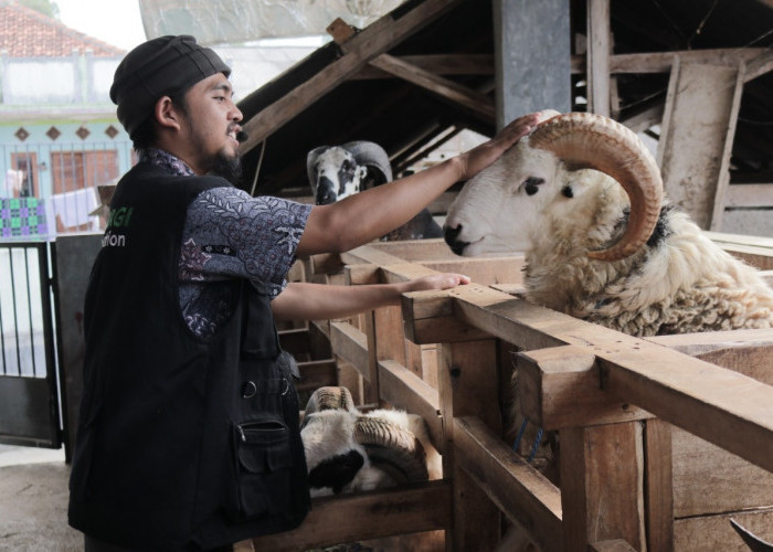 Untung Tak Seberapa, Mitra Peternak Green Kurban Sinergi Foundation Curhat: Senang Bisa Bantu ke Pelosok