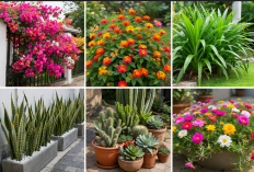 6 Tanaman Hias Outdoor Populer 2026, Cantik, Tahan Cuaca, dan Minim Perawatan