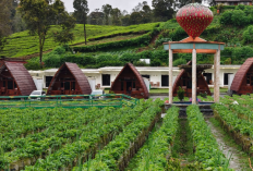 Nikmati Libur Nataru Sehat dan Nyaman di Pemandian Air Panas Walini & Villa Dusun Strawberi Ciwidey