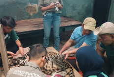 Pemkot Pastikan Kondisi Satwa Kebun Binatang Bandung Sehat, Siap Perkuat Rencana Perawatan Lanjutan