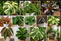 11 Tanaman Hias Mahal yang Pernah Viral, Nomor Terakhir Bikin Geleng Kepala