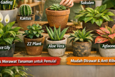 10 Tanaman Hias yang Mudah Dirawat untuk Pemula di Rumah