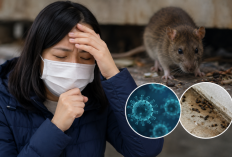 Gejala Virus Hanta Mirip Flu, Berikut Cara Mencegah Infeksi Sejak Dini